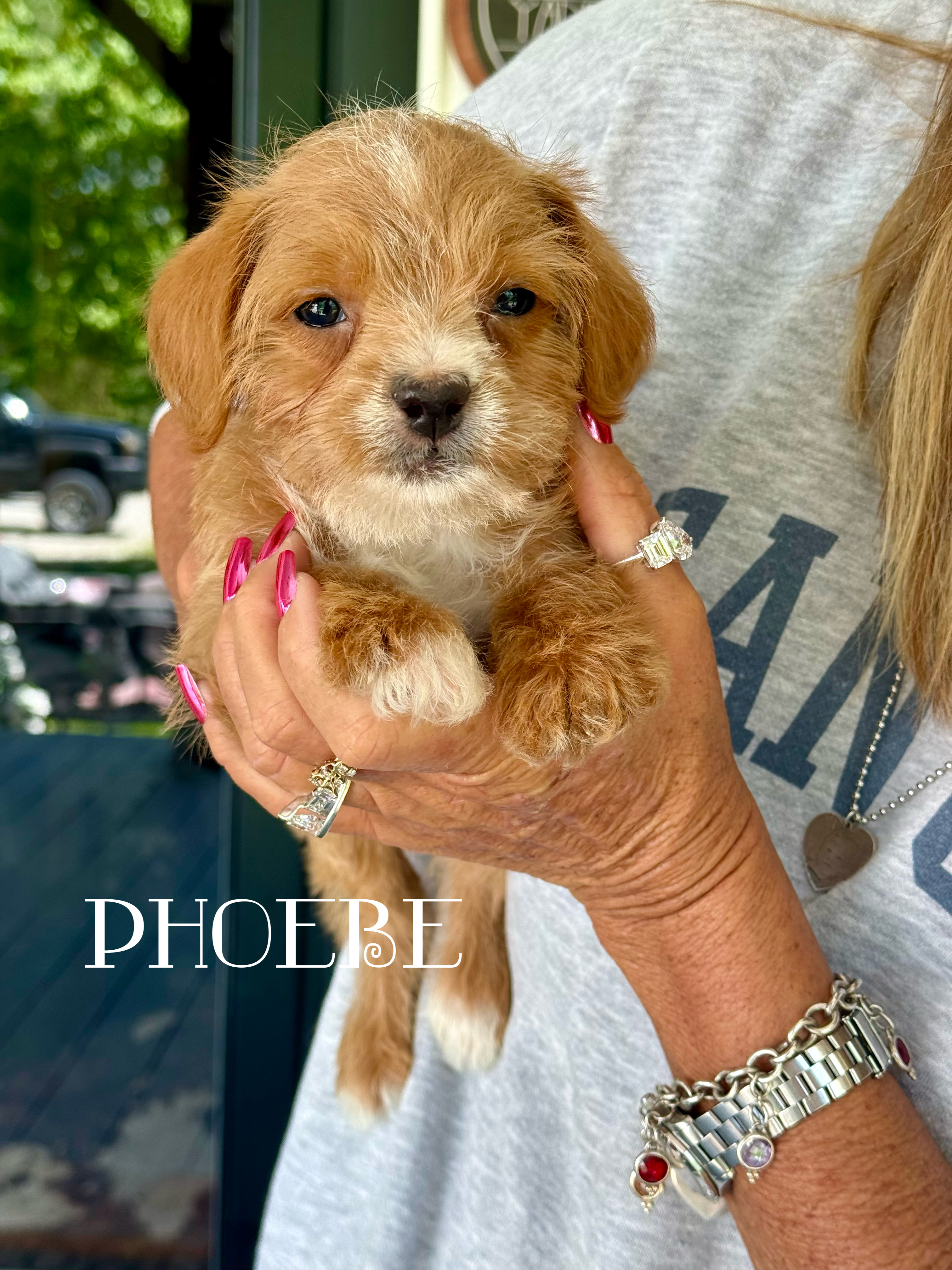 Phoebe 2